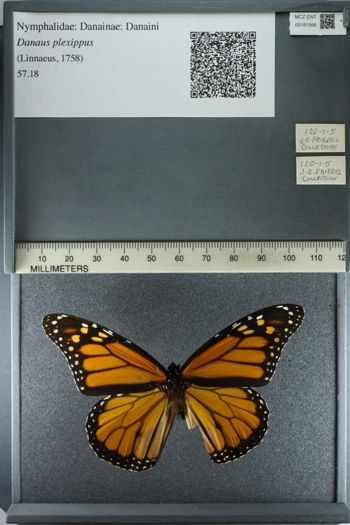 Media type: image;   Entomology 181566